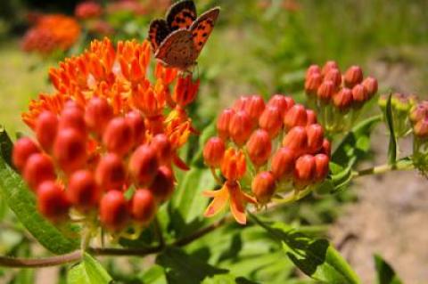 The orange flowers of the milkweed Asclepias tuberosa, a.k.a. butterfly weed, are attractive to monarchs and other butterflies.