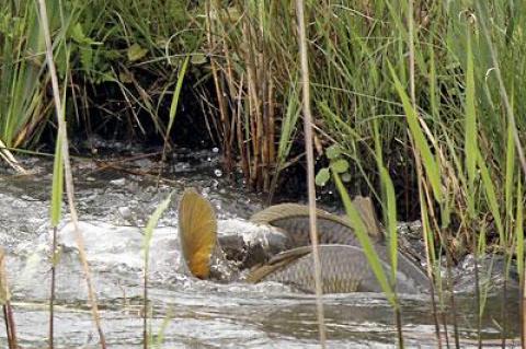 Even for an experienced local fisherman, seeing carp in the 10-pound range in East Hampton’s Hook Pond last week was a surprise.