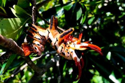 The hickory horned devil is about as evil and frightening looking as caterpillars come, yet it is perfectly harmless. Its appearance keeps it safe.