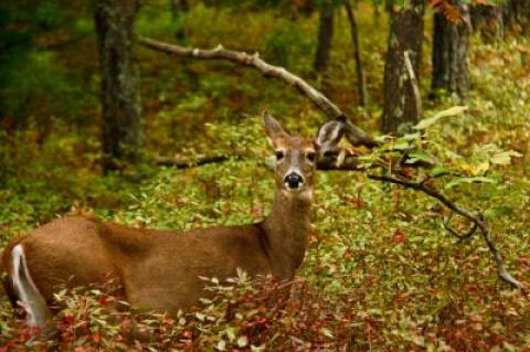 “What are the deer thinking about?” the Star’s “Nature Notes” columnist often wonders.