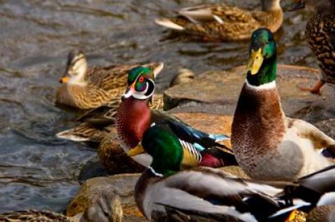 Of all the vertebrates, birds exhibit the showiest sexual dimorphism, as seen at the Nature Trail in East Hampton Village, where the colorful male wood duck and mallard outshine their female counterparts.