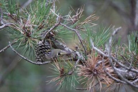 A golden-crowned kinglet on the Promised Land Path on Napeague