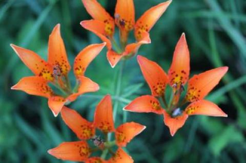 In Montauk County Park at Third House, you can still find a native wood lily, Lilium philadelphicum, or two blooming in July.