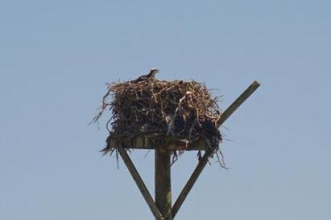 An osprey atop a pole near Multi Aquaculture Systems on Cranberry Hole Road