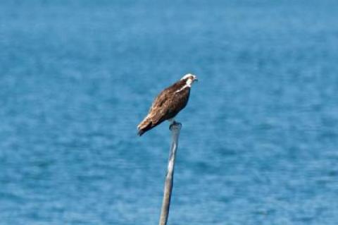 Even in the early days of fall we can still see an osprey or two around.