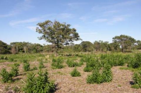 Following the recent clearing of some 20 acres in the Montauk moorlands, what remains are white oaks, black oaks, and black cherries. The question is: What will grow back in the cleared area?