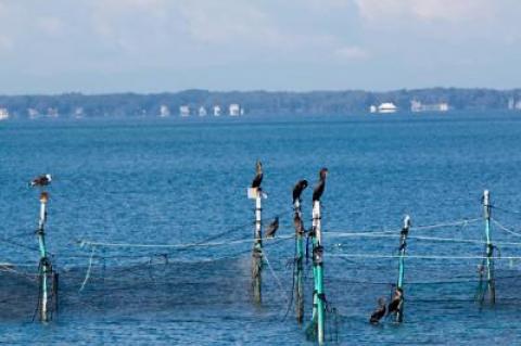 Cormorants and gulls are among the birds that perch on the poles and nets of a long-established pound trap off Long Beach in Noyac.