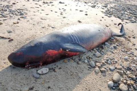 A pygmy pilot whale was found beached east of Shagwong Point in Montauk in May 2016 along with another smaller whale.