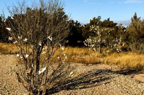 During a bird count last month in the Cedar Point to Grace Estate area, Victoria Bustamante came across these trees decorated with shells.