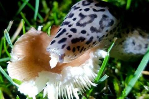 A large leopard slug made a mushroom its late-night meal.