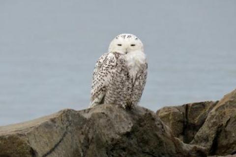 A snowy owl made a stop at the east jetty by the Montauk inlet on Saturday afternoon. The arctic birds move south during the winter, with eastern Long Island and the Great Lakes region generally being the southernmost points of their range.