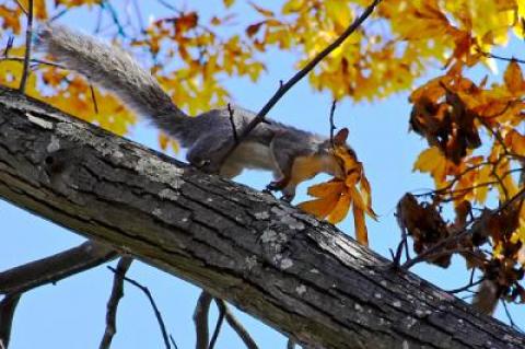 A gray squirrel carried a leaf for a drey it was building in a tree in Sag Harbor.