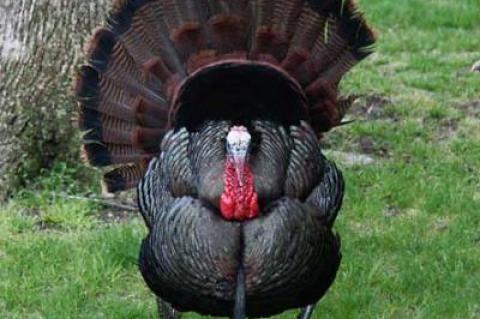 Male wild turkeys spread their magnificently plumed tails when courting; the one with the prettiest display usually gets the females.