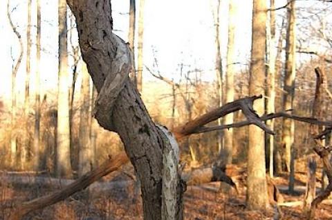 There were several woody vining species, or lianas, to observe — wild grape, poison ivy, Japanese honeysuckle, Virginia creeper, and Asiatic bittersweet among them — curling vines and twisty tree trunks in the Morton Wildlife Refuge in Noyac.