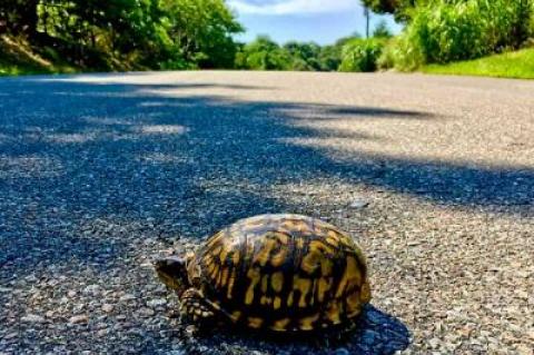 An eastern box turtle in the Lion Head Beach Association in Springs. Alexander Miller has been keeping track of turtles in the neighborhood for 10 years, photographing every one he comes across.