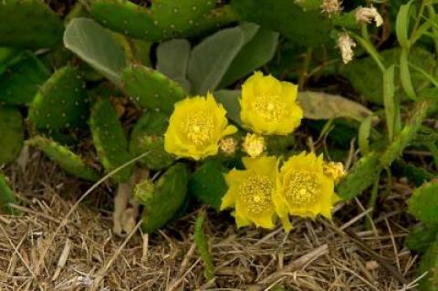 The prickly pear cactus, the only cactus species east of the Mississippi, has yellow flowers that give way to pulpy oval fruits.