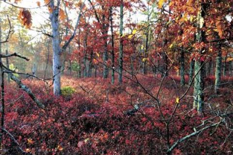 Earlier this week, the woods along many of the back roads on the South Fork were still ablaze with the colors of fall.