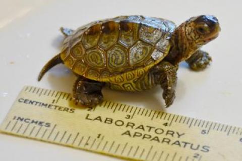 Jean Held spotted this eastern diamondback terrapin hatchling at Havens Beach in Sag Harbor last week and helped it to safety at Little Northwest Creek.