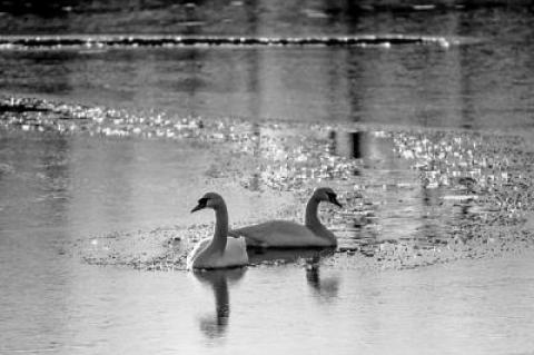 Mute swans, like these photographed a little farther west, were seen in decent numbers during the Montauk Christmas Bird Count on Dec. 15.