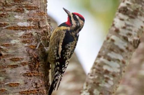 One yellow-bellied sapsucker alive and well at a feeder in Sag Harbor and the other, below, also in Sag Harbor, the victim of a window-strike.