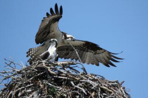 Ospreys remain together year after year, returning to the same nests each year, sometimes for decades.