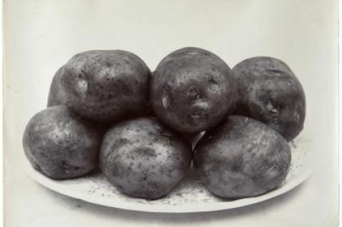 "Potato, Red Round" is one of the plain descriptive titles with which Charles Jones labeled the photographs he took of his garden's bounty.