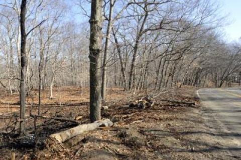 Charred leaves and burned trees remained at the site on Red Dirt Road, Amagansett, where a man was killed late Friday.