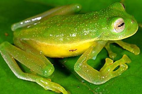 This newly discovered glass frog species is electric green with partially translucent skin, yellow spots, and a yellow underbelly.