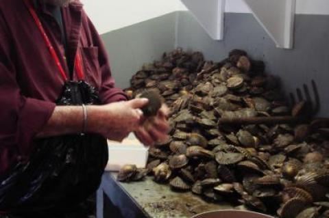 Scallop season opened in state waters on Nov. 3 and will open in East Hampton Town waters on Monday. Above, a shucker at work on the 2012 harvest.