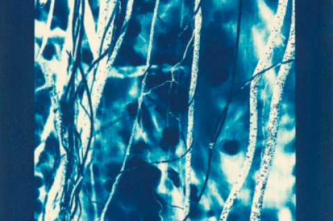 Laurie Lambrecht's "Lightning," a cyanotype on rag paper from 2014