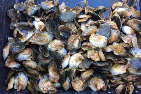 An oyster-garden program started two years ago in Three Mile Harbor will expand this year, allowing 40 "gardeners" to harvest half of the 1,000 oysters they tend from seed to maturity.