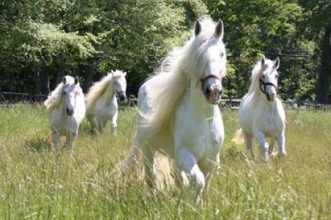 Four Shire horses are now in residence at the Dune Alpin Farm in East Hampton.