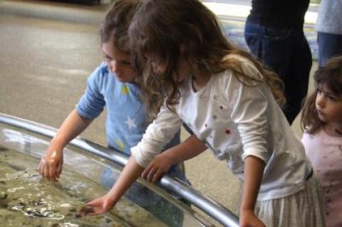 Kids can get up close to a variety of marine life in an open aquarium at the South Fork Natural History Museum in Bridgehampton.