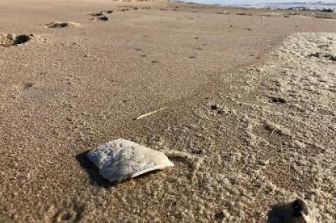 A piece of a Styrofoam cup on the ocean beach. A new ban on polystyrene in the town points to its prevalence among litter.