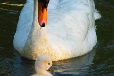 A swan and its cygnet