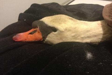 The injured swan at Dr. Jonathan Turetsky's office