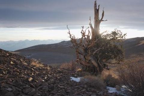 The filmmakers’ locations included the Inyo National Forest in California’s White Mountains, home of Methuselah, a bristlecone pine considered the oldest living tree on earth.