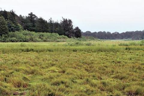 In the view from the Pollock-Kranser House there is much to please the eye. The glasswort, or samphire, is turning bright scarlet, little salt-marsh gerardia a half-foot tall are displaying their tiny magenta flowers tucked between grass stems.