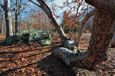 Perhaps East Hampton’s most impressive lop tree, this giant, deformed oak on Springy Banks Road was shaped by unknown hands to serve as a property-line marker long ago.