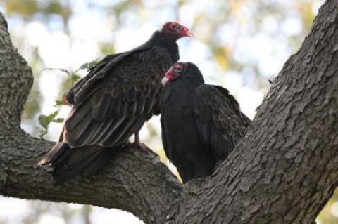 In recent years turkey vultures have been seen in Montauk, perhaps for the first time ever.