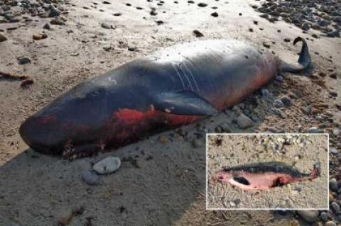 A pygmy sperm whale mother and calf washed ashore at Shagwong Beach west of Montauk Point last week. Turkey vultures were quick to find them.