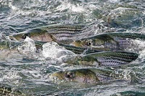 Striped bass populations seem to be on the wane, but the decline is probably not due to overfishing, experts said.