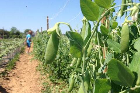 The Amber Waves pea patch in June 2016