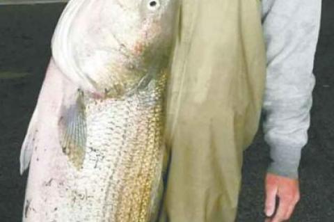 Ben McCharron landed a 55.14-pound bass under the Lighthouse on the evening of Oct. 4 to lead the Montauk SurfMasters tournament’s waders division.