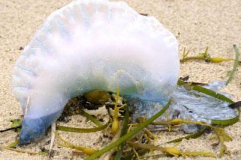 A Portuguese man-of-war, one of many to wash up on East Hampton and Southampton beaches in recent days.