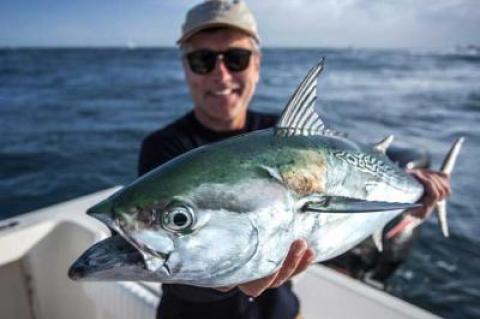 A false albacore aboard Capt. Brendan McCarthy's fly-fishing charter boat in a photo taken during a previous season. Reports of falsies in local waters this year are premature, The Star's fishing columnist says.