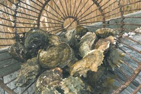 Oysters were on the Christmas menu in the Diat household, along with hard and soft-shell clams.