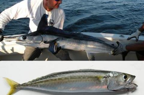 Tom Tackle, left, and Paul Snyder admired this hatchet marlin before returning it to the sea earlier this month. Below, big schools of tinker mackerel like this one were swarming in Fort Pond Bay, Montauk, this week.