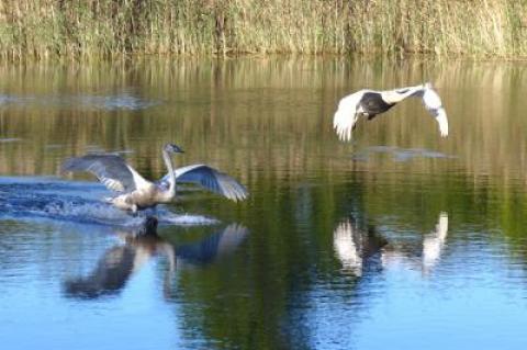 Mute swans at Georgica Pond, which is under the jurisdiction of the East Hampton Town Trustees. All nine trustee positions will be voted on this Election Day.