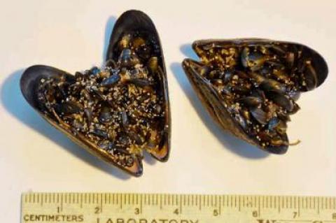 Found along the wrack line on the beach between Bridgehampton and Sagaponack were untold numbers of blue mussels and tiny blue mussels, at most an eighth of an inch in size.